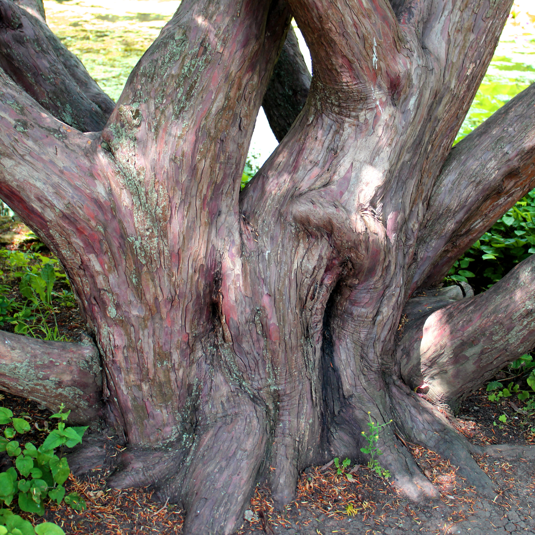 Taxus baccata