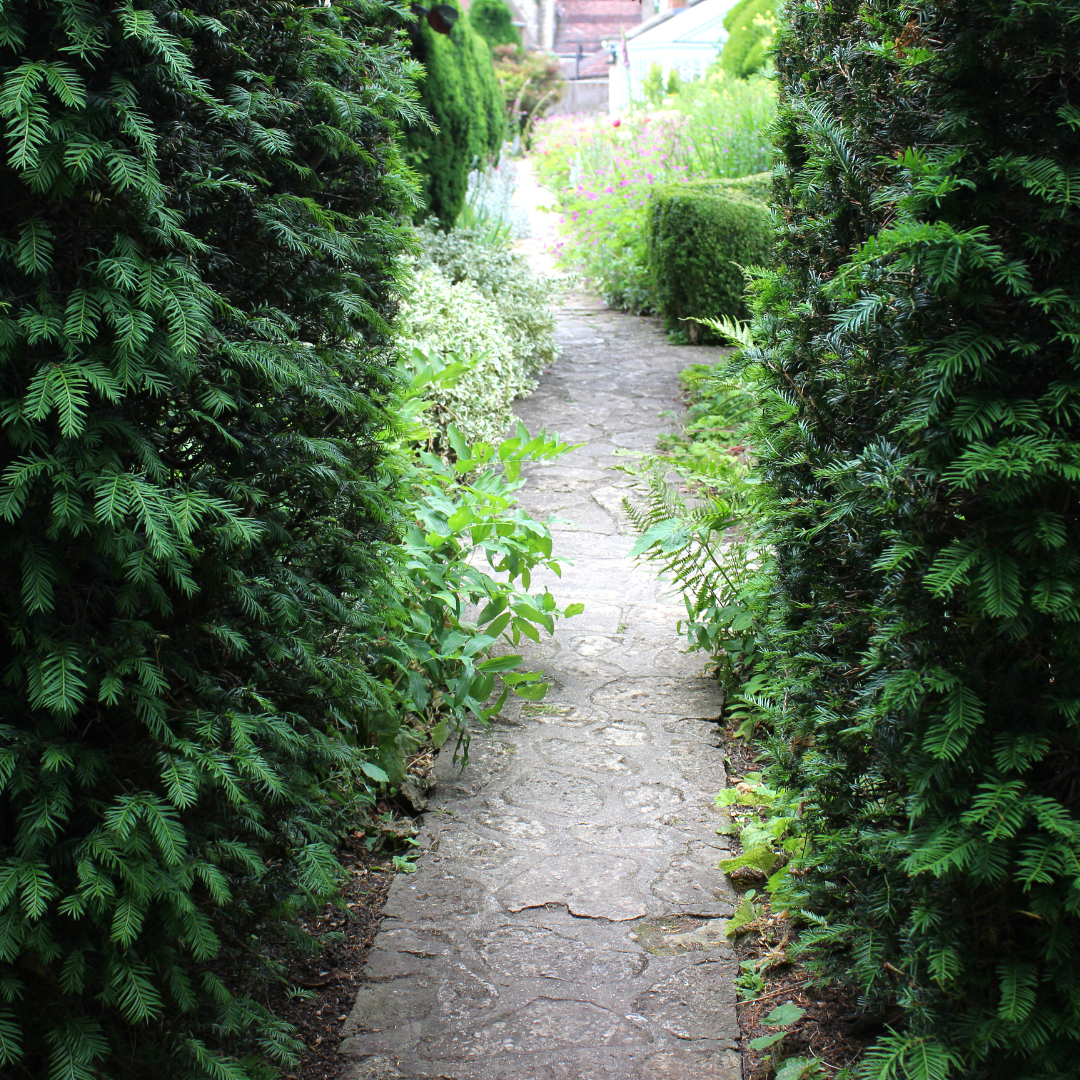 Taxus baccata