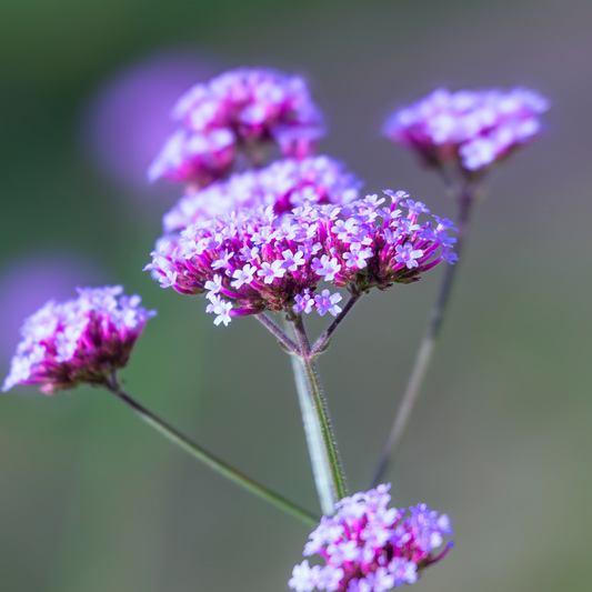 Verveine bonariensis Sucette