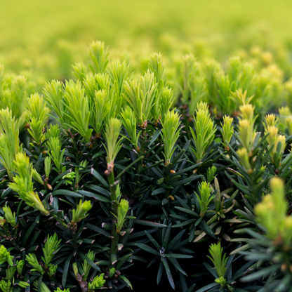 Taxus baccata