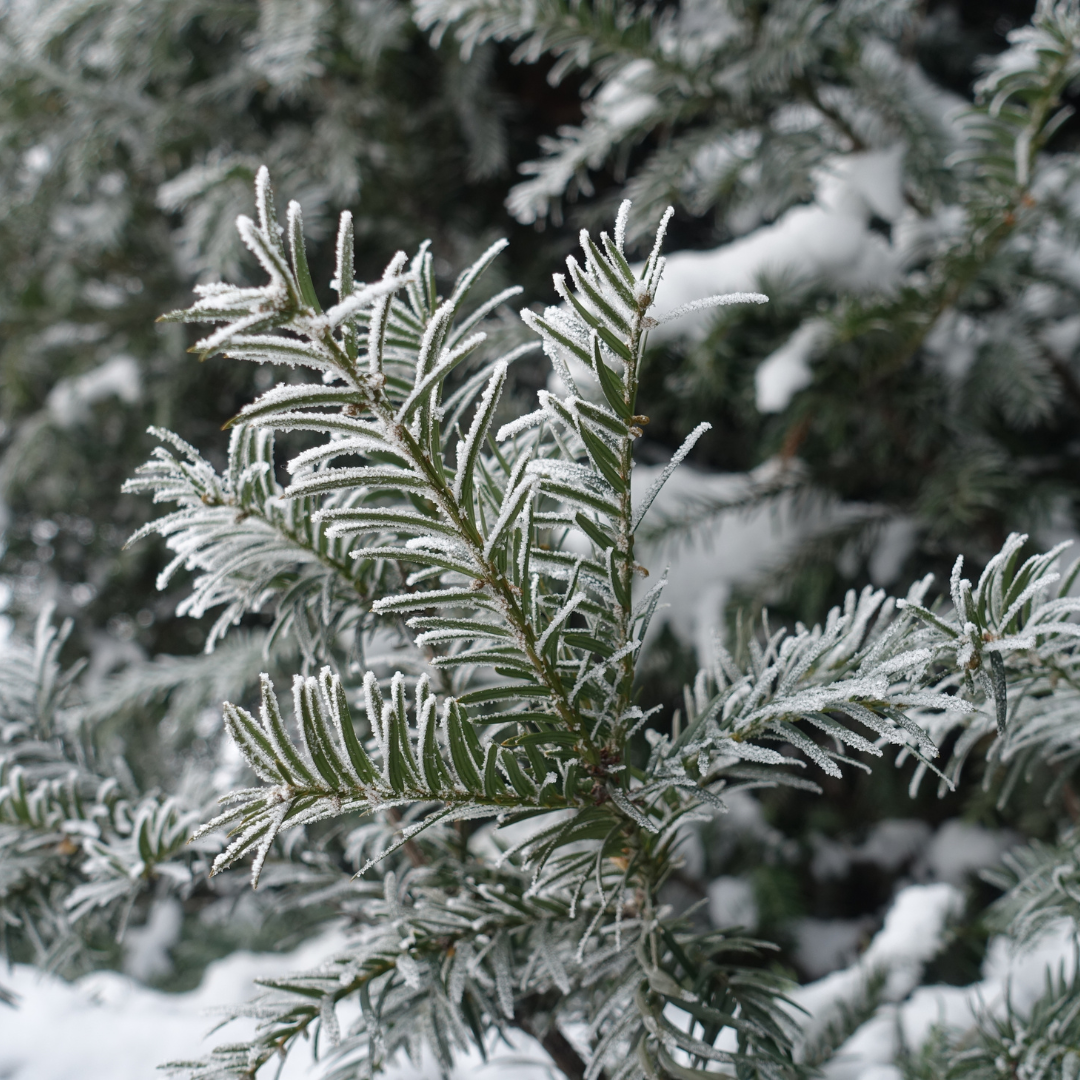 Taxus baccata