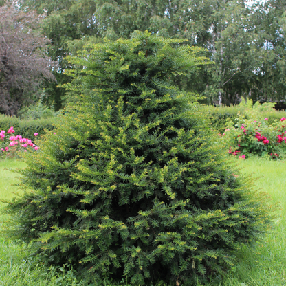 Taxus baccata