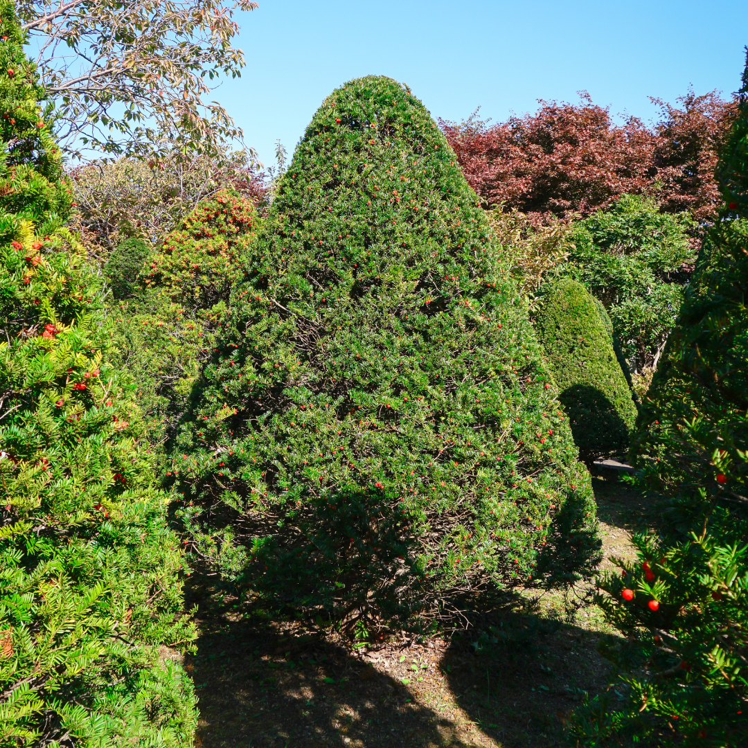 Taxus baccata