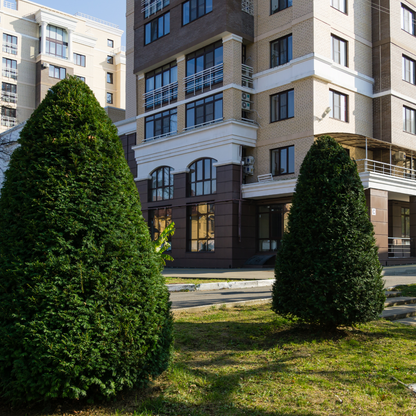 Taxus baccata