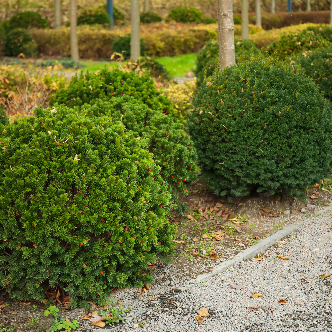 Taxus baccata