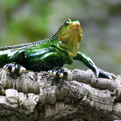 Leguan