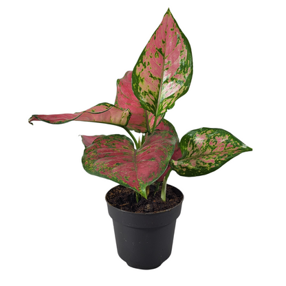 Aglaonema red Joy