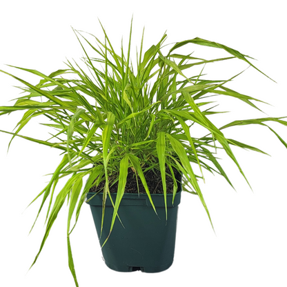 Hakonechloa macra 'Tout Or'