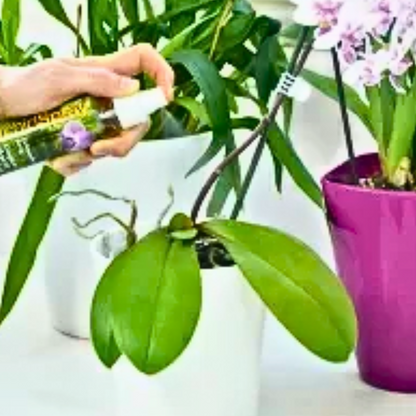 Orchideen Dünger