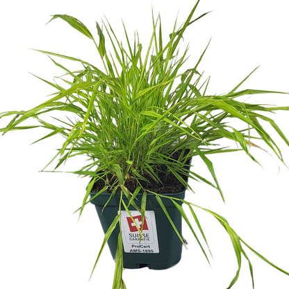 Hakonechloa macra 'Tout Or'