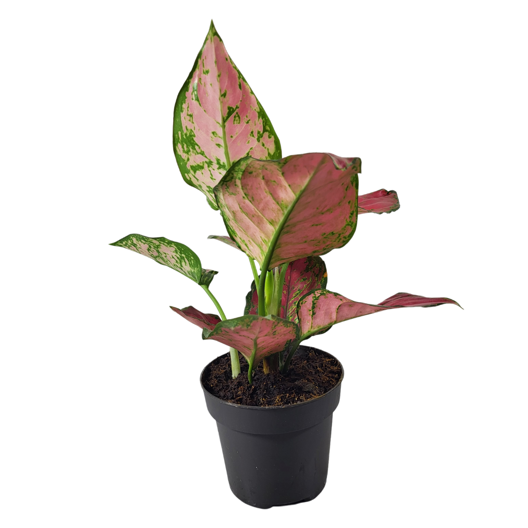 Aglaonema red Joy