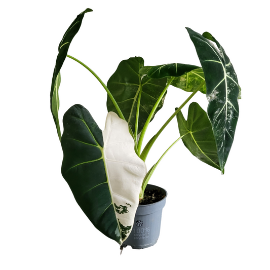 Alocasia Frydek variegata