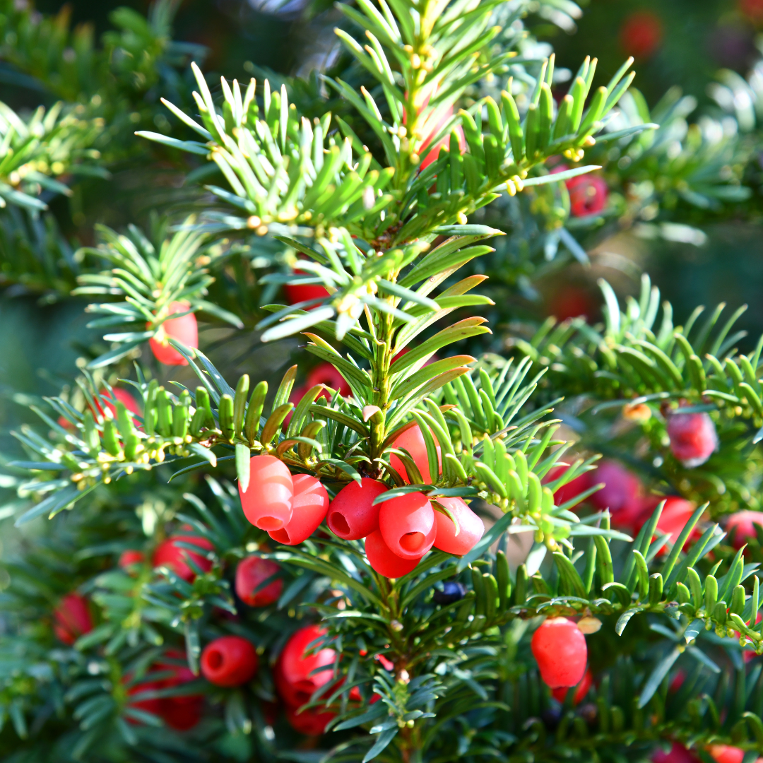 Taxus baccata