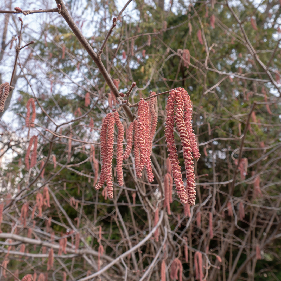 Corylus maxima Purpurea