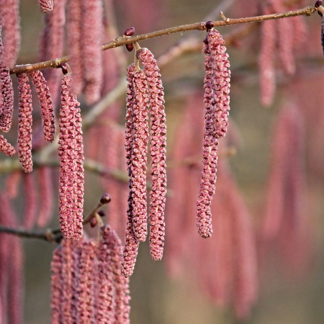 Corylus maxima Purpurea