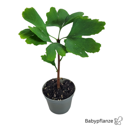 Plante bébé Ginkgo biloba