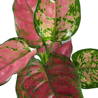 Aglaonema red Joy