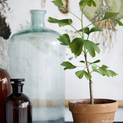 Plante bébé Ginkgo biloba