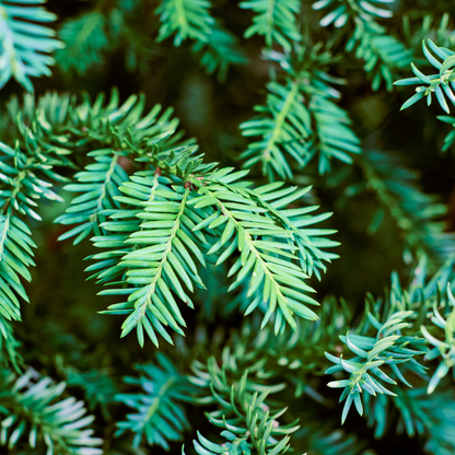 Taxus baccata