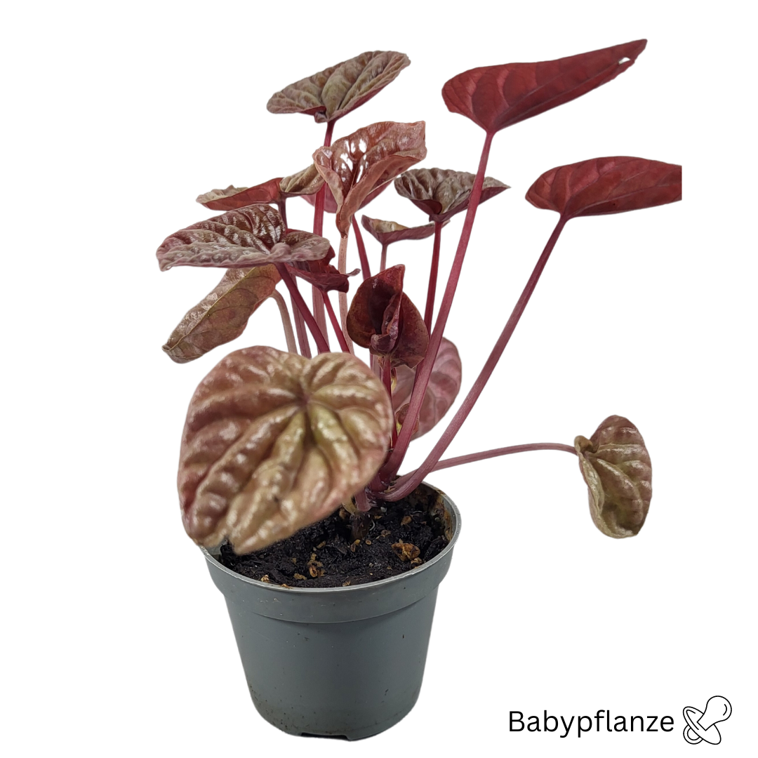 Peperomia caperata Quito baby plant