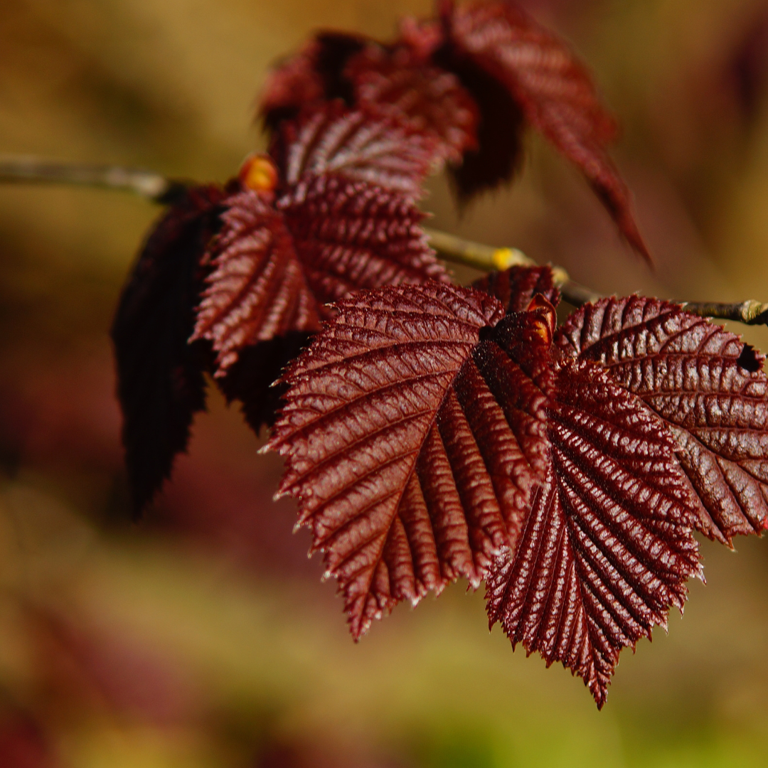 Corylus maxima Purpurea