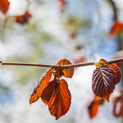 Corylus maxima Purpurea