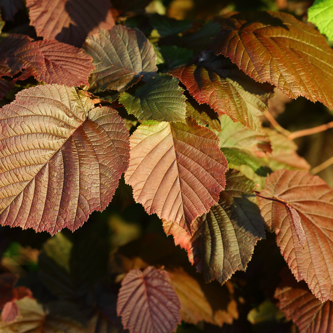 Corylus maxima Purpurea