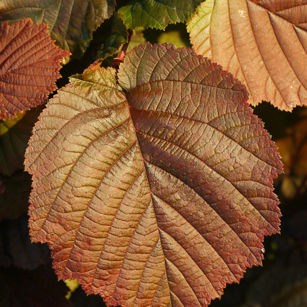 Corylus maxima Purpurea