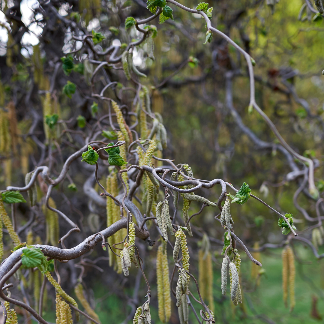 Corylus avellana Contorta