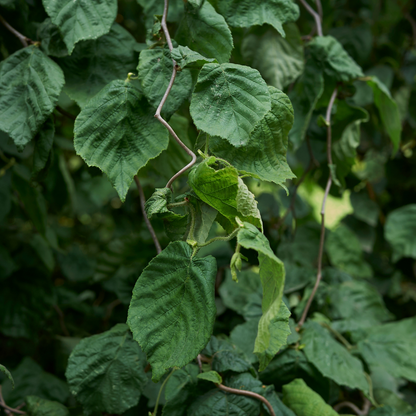 Corylus avellana Contorta