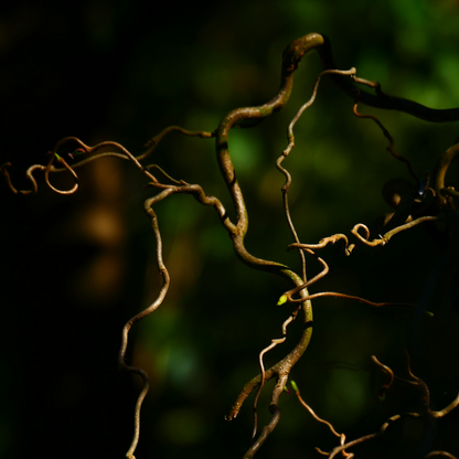 Corylus avellana Contorta