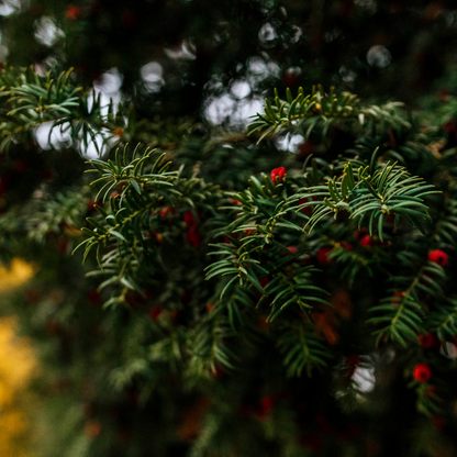 Taxus baccata