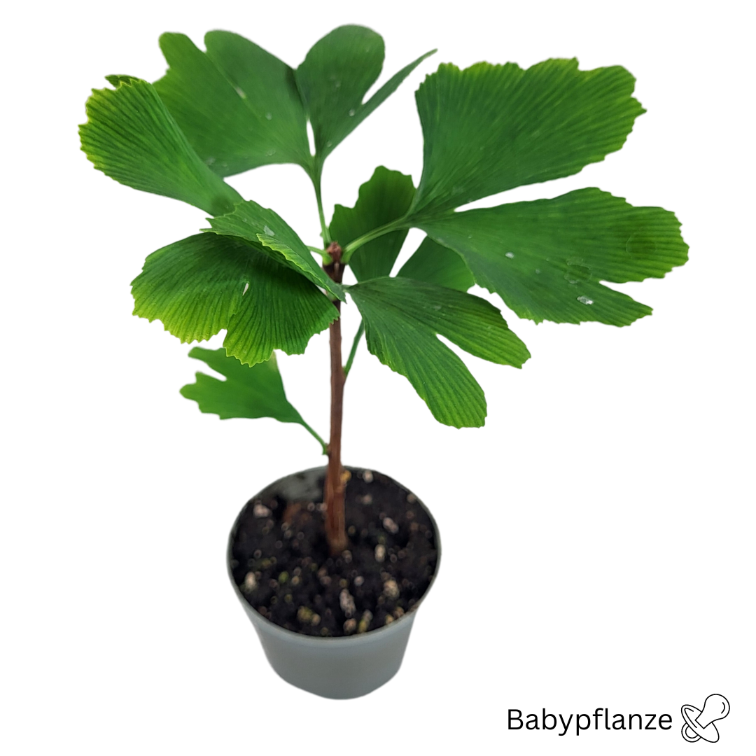 Plante bébé Ginkgo biloba