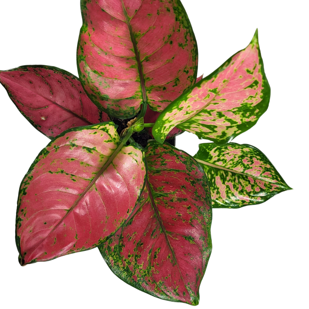 Aglaonema red Joy