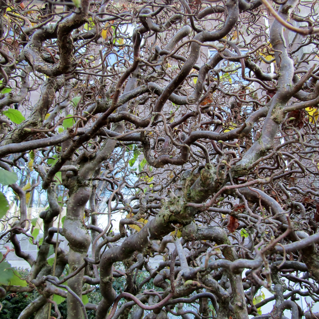 Corylus avellana Contorta