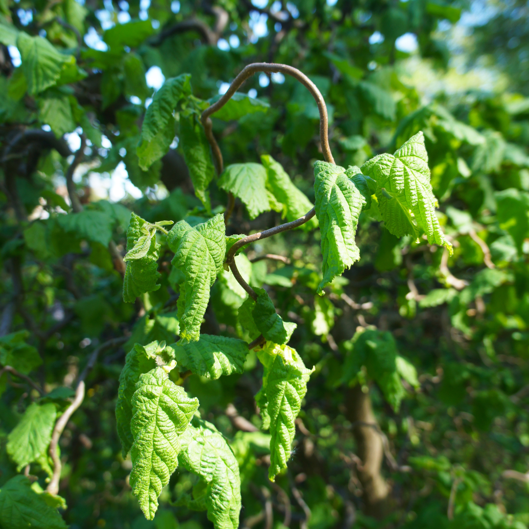 Corylus avellana Contorta