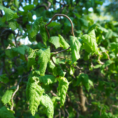 Corylus avellana Contorta