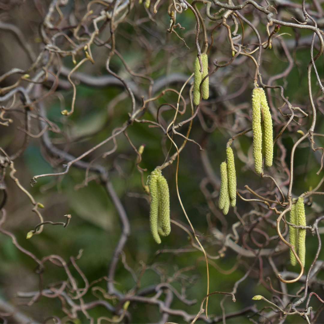 Corylus avellana Contorta