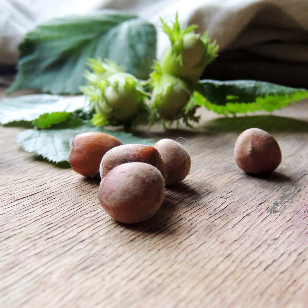 Corylus avellana Contorta