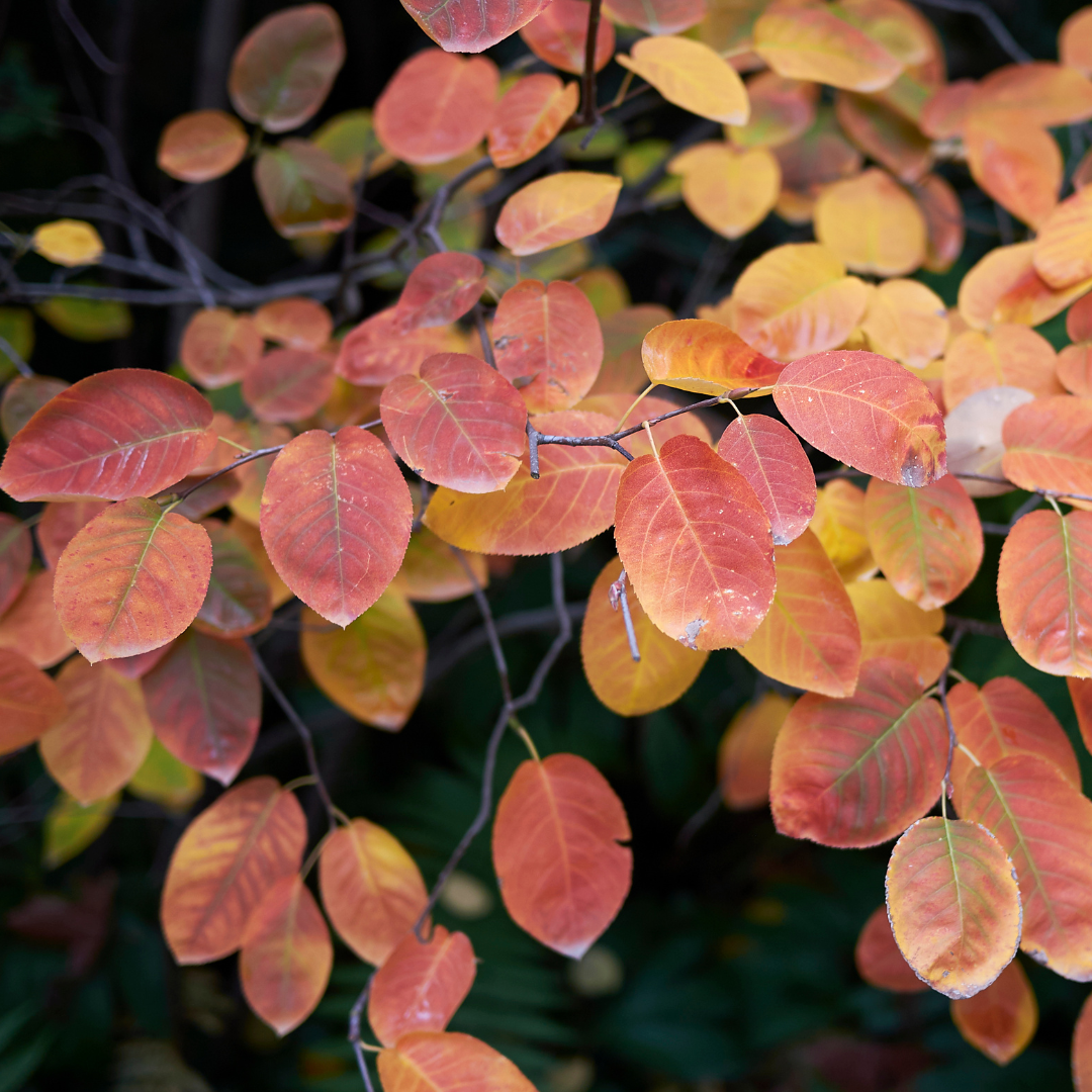 Amelanchier ovalis