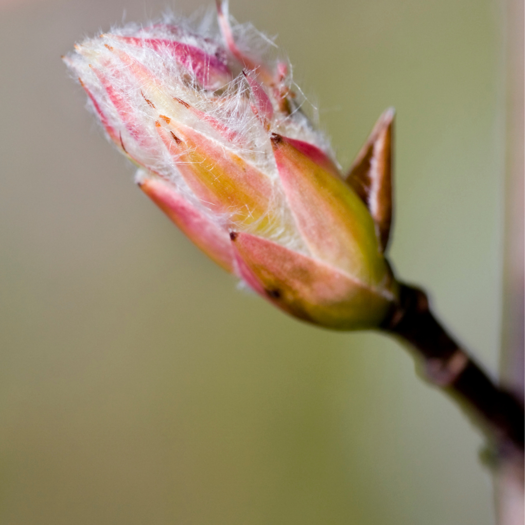 Amelanchier ovalis