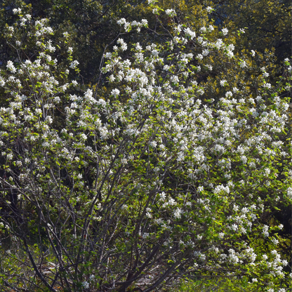 Amelanchier ovalis