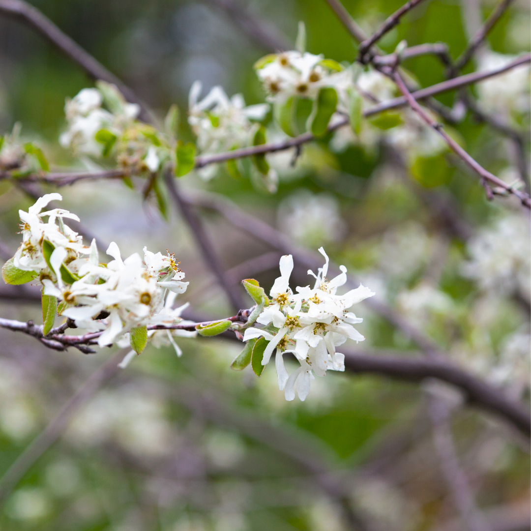 Amelanchier ovalis