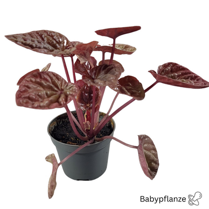 Peperomia caperata Quito baby plant