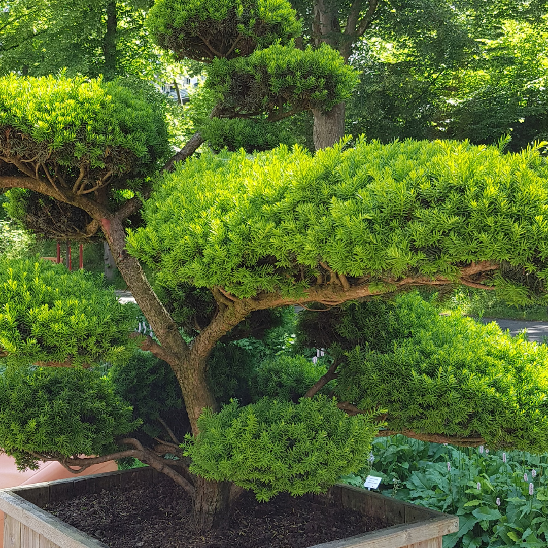 Taxus baccata