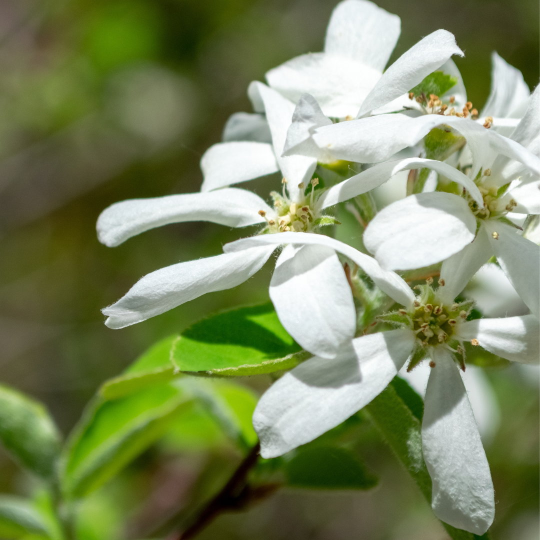 Amelanchier ovalis