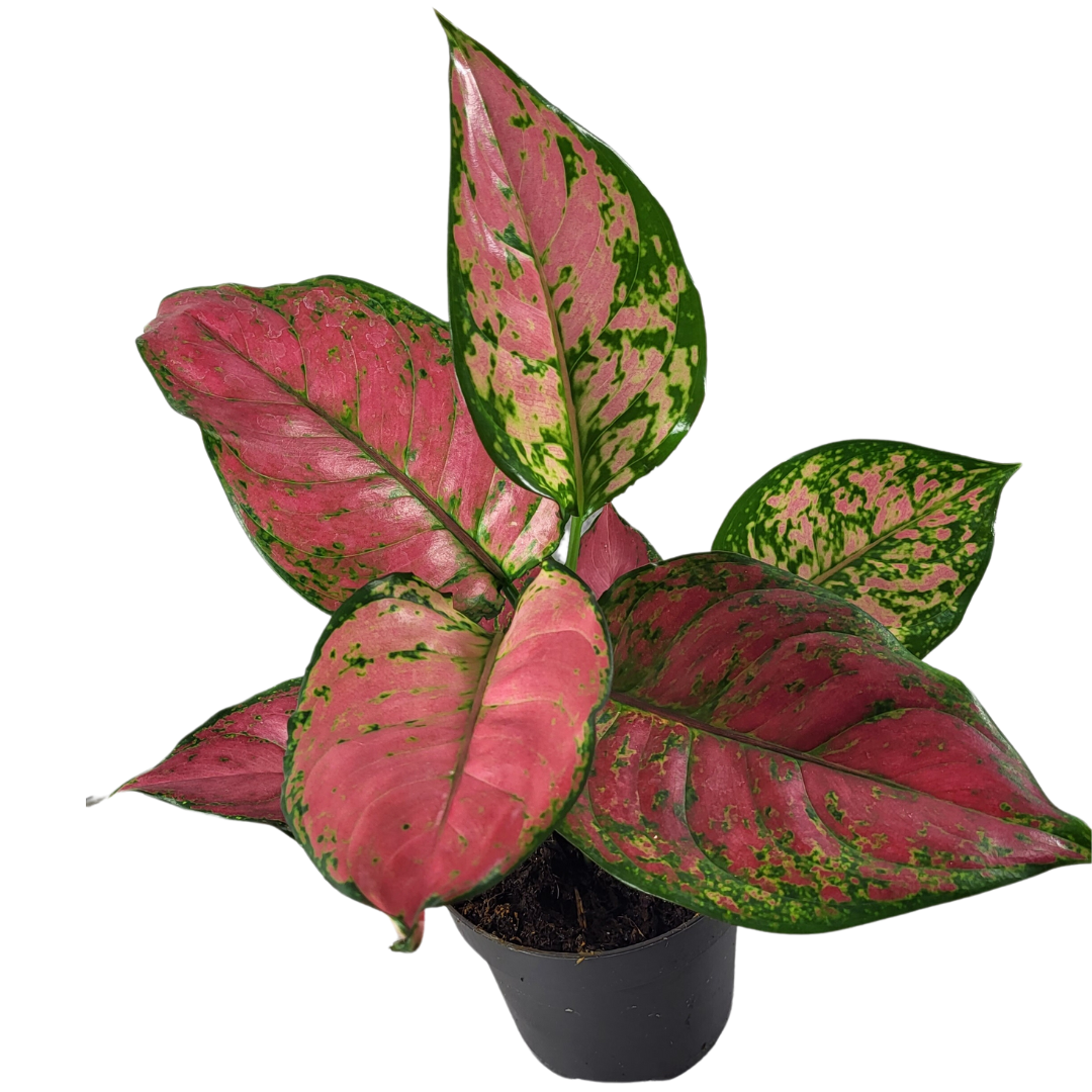 Aglaonema red Joy