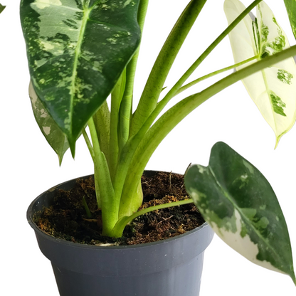 Alocasia Frydek variegata