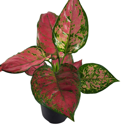 Aglaonema red Joy