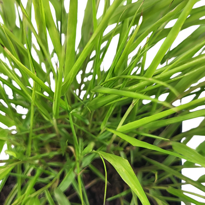 Hakonechloa macra 'Tout Or'